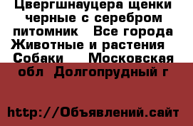 Цвергшнауцера щенки черные с серебром питомник - Все города Животные и растения » Собаки   . Московская обл.,Долгопрудный г.